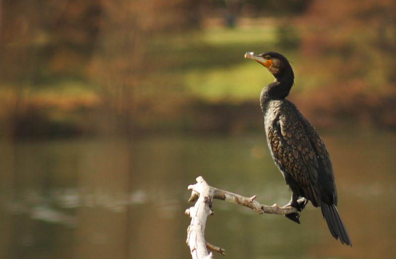 cormorant 1.jpg